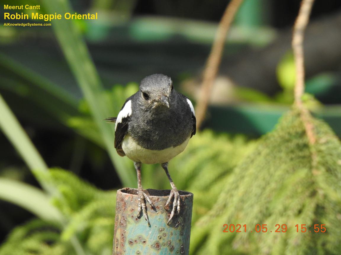 Magpie Robin (61) Coming Soon